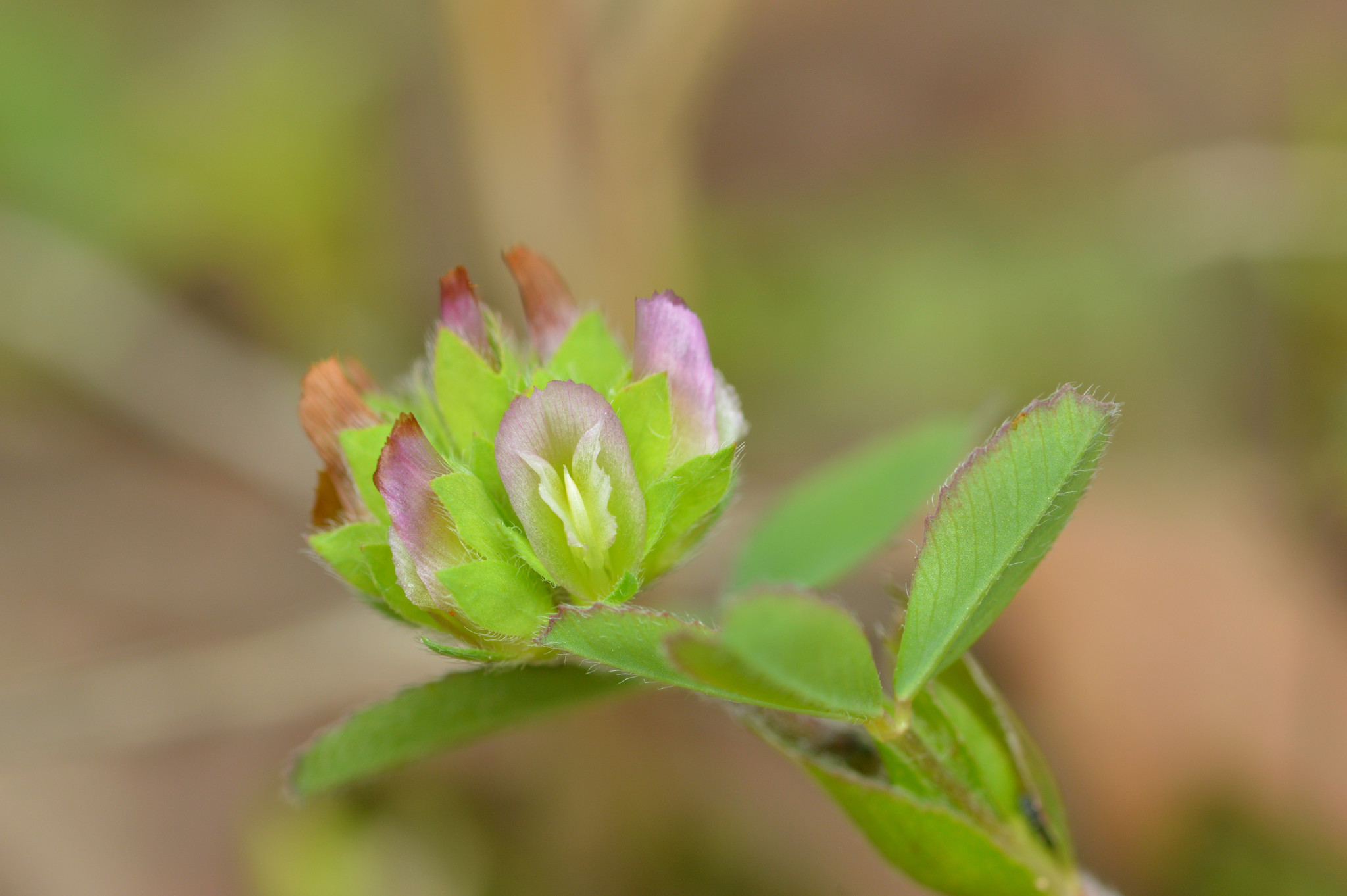 Trifolium bejariense