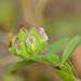 Trifolium bejariense - Photo (c) Robby Deans, algunos derechos reservados (CC BY-NC), subido por Robby Deans