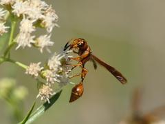 Zethus spegazzinii