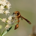 Zethus spegazzinii - Photo (c) Quentin Vandemoortele, some rights reserved (CC BY-NC), uploaded by Quentin Vandemoortele