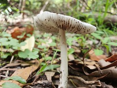 Amanita marmorata
