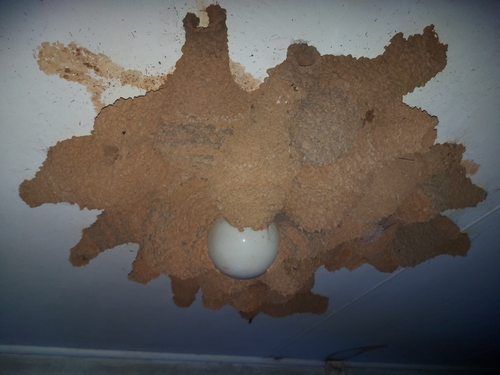 Fairy Martin (Petrochelidon ariel), photo 5