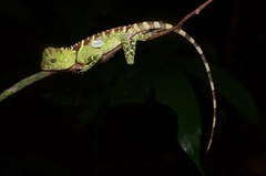 Gonocephalus liogaster