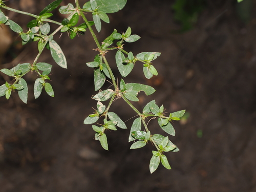 barbwire weed (Nyssanthes diffusa)