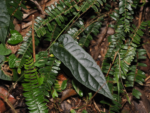 Hairy Silkpod (Parsonsia velutina)