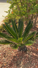 Cycas revoluta