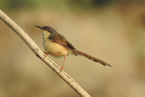Ashy Prinia (Prinia socialis), photo 6