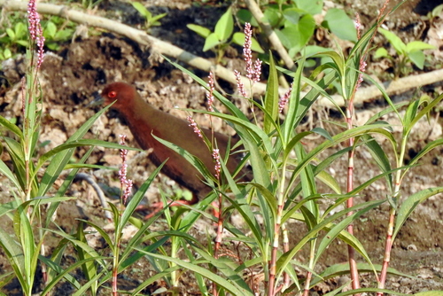 Ruddy-breasted Crake (Zapornia fusca), photo 3