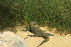 Varanus niloticus