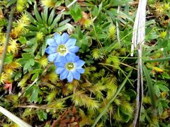 Gentiana sedifolia