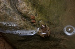 Limnonectes conspicillatus