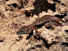 Phoenicolacerta laevis