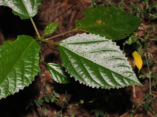 Shining-leaved Stinging Tree (Dendrocnide photiniphylla)