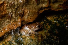 Limnonectes conspicillatus