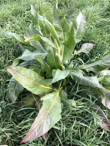 Patience Dock (Rumex patientia)