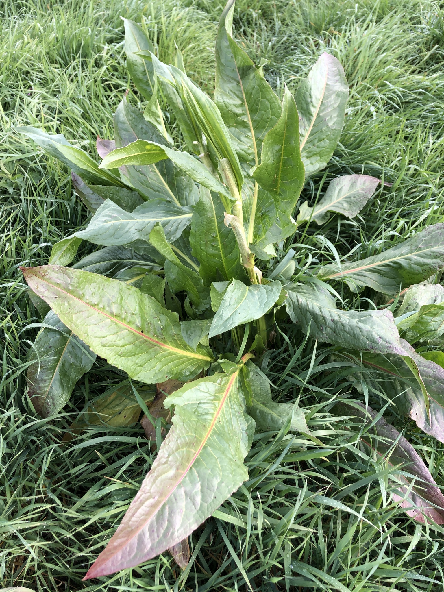 Patience Dock (Rumex patientia)