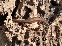 Phoenicolacerta laevis