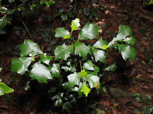 satinwood (Vitex lignum)