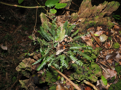 Dwarf Sickle Fern (Pellaea nana)