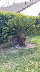 Cycas revoluta
