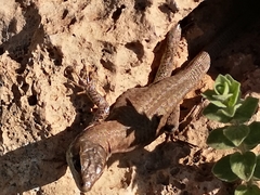 Phoenicolacerta laevis