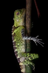 Gonocephalus liogaster