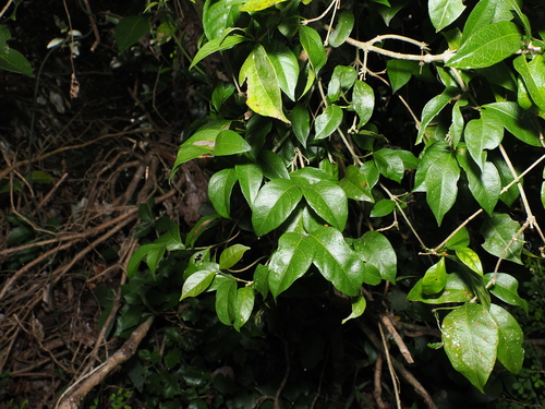 veiny morinda (Gynochthodes canthoides)