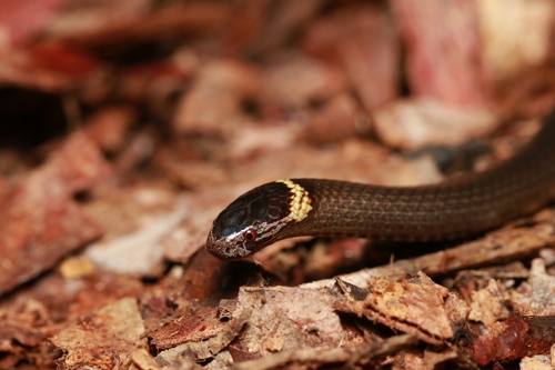 Southern Dwarf Crowned Snake
