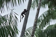 Trachypithecus cristatus