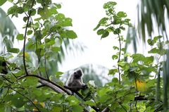 Trachypithecus cristatus