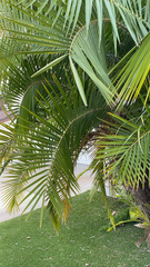Arecaceae