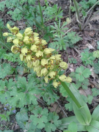 Small-dotted Orchid (Orchis punctulata)