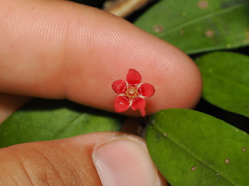 Hedraianthera (Hedraianthera porphyropetala)