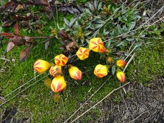 Gentianella hirculus