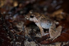 Limnonectes malesianus