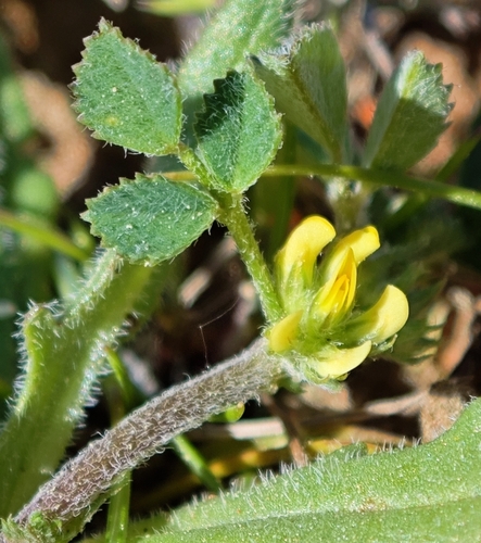 Star-fruited Medick (Medicago monspeliaca)