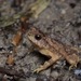 Lesser Toad - Photo (c) John Sullivan, some rights reserved (CC BY-NC), uploaded by John Sullivan