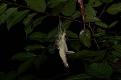 Heteropteryx dilatata