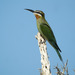 Madagascar Bee-Eater - Photo (c) Frank Vassen, some rights reserved (CC BY)