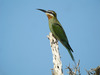 Olive Bee-Eater - Photo (c) Frank Vassen, some rights reserved (CC BY)