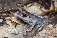 Leptobrachium hendricksoni