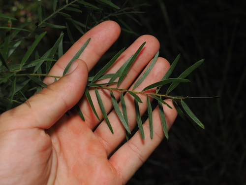 Brisbane wattle (Acacia fimbriata)