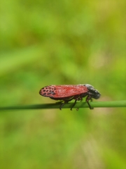 Mahanarva rubripennis