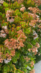 Crassula ovata