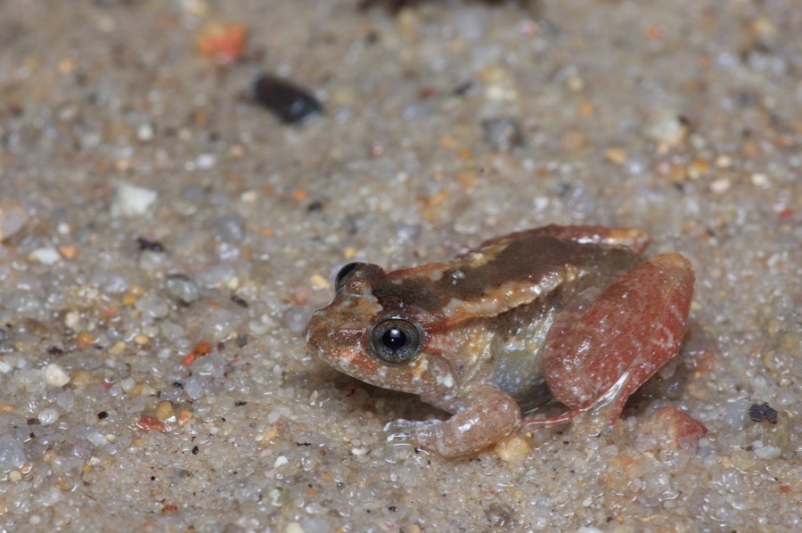 Tanah Rata Wart Frog