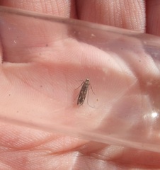 Conopomorpha cyanospila