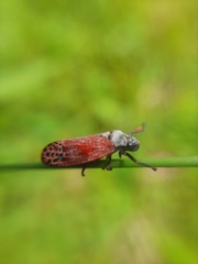 Mahanarva rubripennis