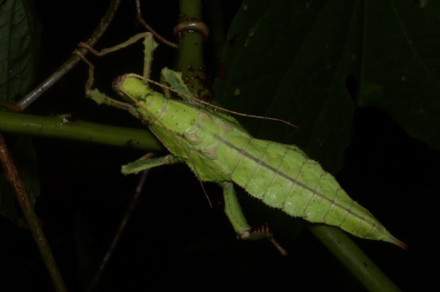 Malayan Jungle Nymph (Heteropteryx dilatata) · iNaturalist