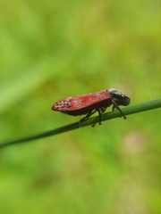 Mahanarva rubripennis