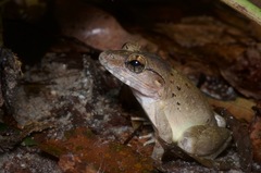 Limnonectes blythii